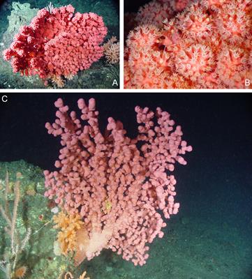 Climate-Change Refugia for the Bubblegum Coral Paragorgia arborea in the Northwest Atlantic